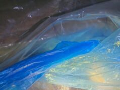 Sécurité alimentaire : Les Douanes frappent un grand coup avec la saisie de 28 tonnes de poulet frauduleux