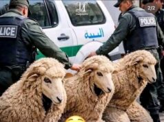 Algérie : trois hommes arrêtés en tentant d’entrer en Espagne déguisés en moutons