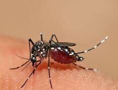 Santé : Recul de l’épidémie de Dengue au Mali et appel à la vigilance